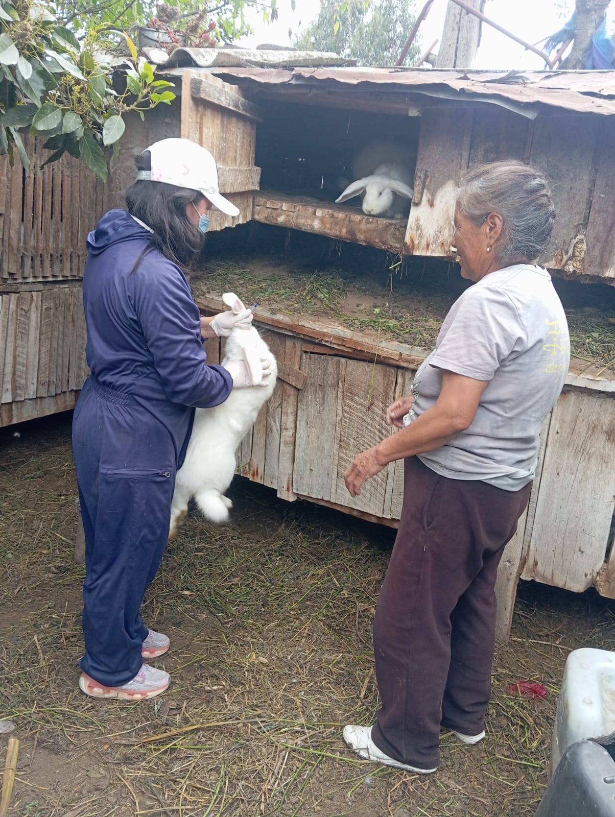 CAMPAÑA DE DESINFECCIÓN Y DESPARASITACIÓN PECUARIA EN PICAIHUA 